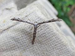 Hellinsia inquinatus