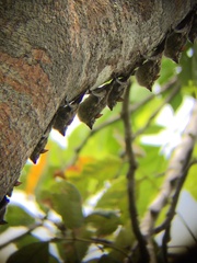 Rhynchonycteris