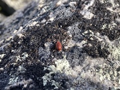 Tricholochmaea kalmiae