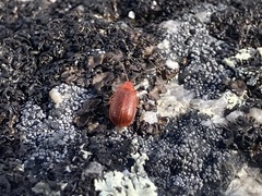 Tricholochmaea kalmiae