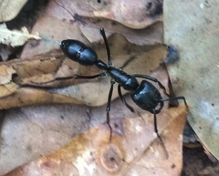 Dinoponera quadriceps