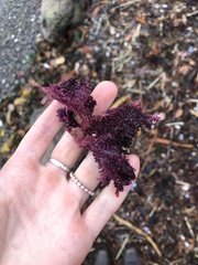 Chondracanthus exasperatus