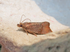Evora hemidesma
