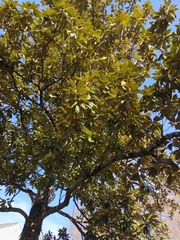 Eriobotrya japonica
