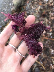 Chondracanthus exasperatus