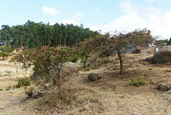 Vachellia lahai