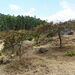 Acacia lahai