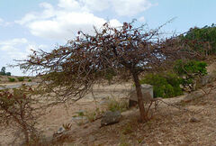 Vachellia lahai