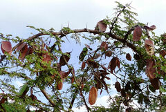 Vachellia lahai