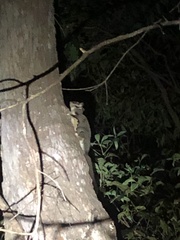 Petaurus norfolcensis