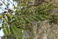 Vachellia lahai
