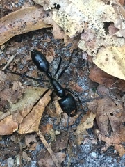 Dinoponera quadriceps