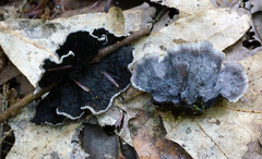 Thelephora cuticularis
