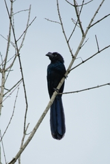 Crotophaga major