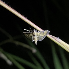 Ategumia matutinalis
