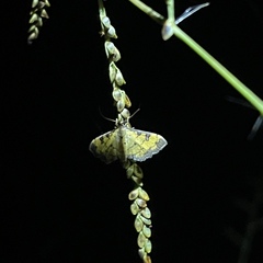 Ategumia matutinalis