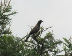 Cyanocorax cyanomelas