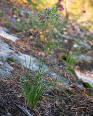 Allium rubens