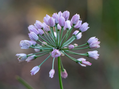 Allium rubens