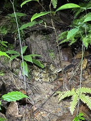Bothrops atrox