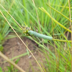 Sphingidae
