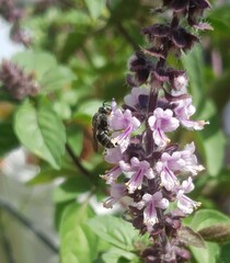 Stelis punctulatissima