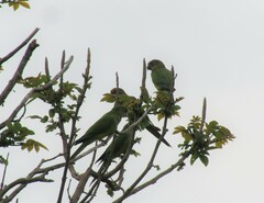 Eupsittula aurea
