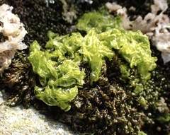 Prasiola crispa