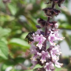 Stelis punctulatissima