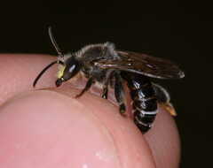 Macropis europaea