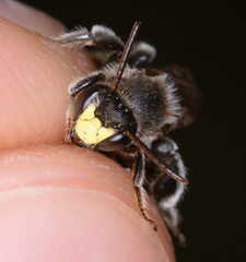 Macropis europaea