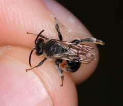 Macropis europaea