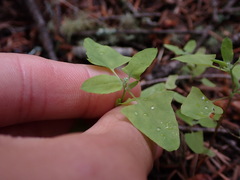 Chenopodium album