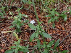 Moehringia lateriflora