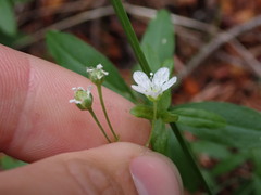 Moehringia lateriflora