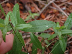 Moehringia lateriflora
