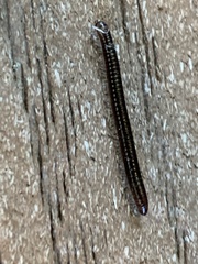 Cylindroiulus punctatus