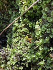 Pellia neesiana