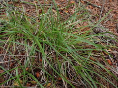 Carex rossii