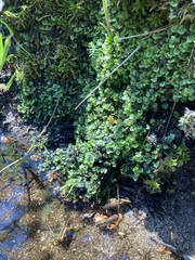 Pellia neesiana