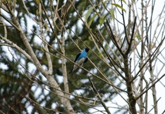 Tersina viridis