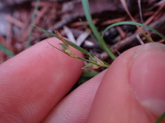 Carex rossii