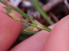 Carex rossii