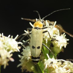 Chauliognathus misellus