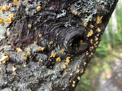 Lachnellula agassizii