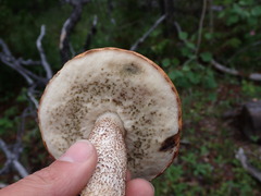 Leccinum insigne
