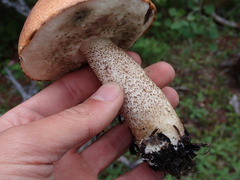 Leccinum insigne