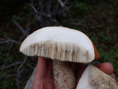 Leccinum insigne