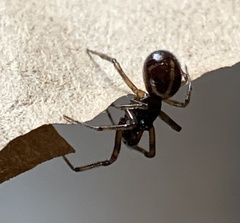 Steatoda