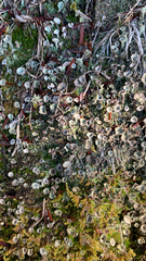 Cladonia fimbriata